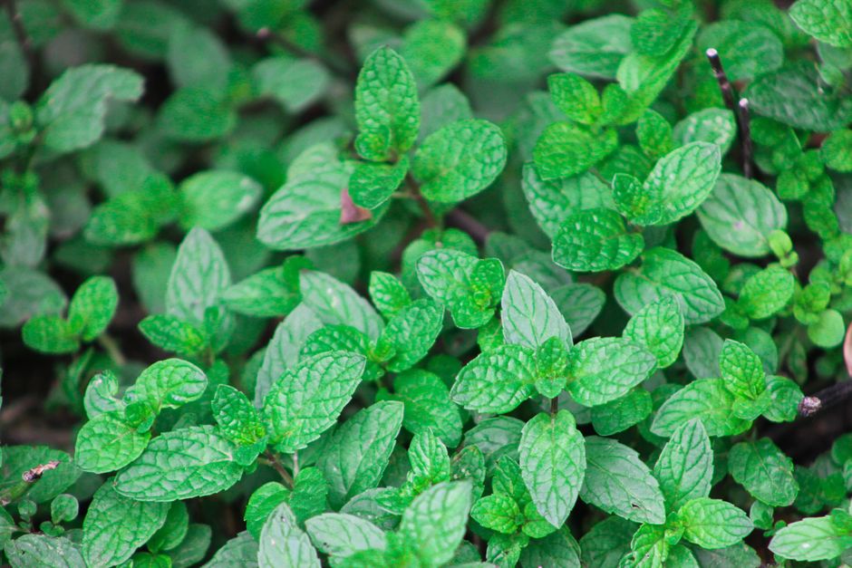 A Kinder Approach to Gut Health Beyond The Marketing, Without Overthinking It