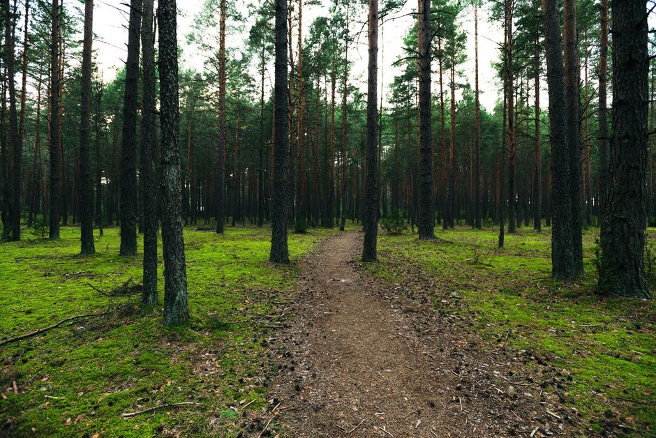 Finding Your Footing With Habits: How They Actually Form, the Honest Way